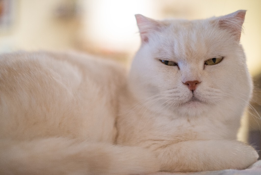 猫 宠物 动物 图片 摄影 喵星人 猫猫