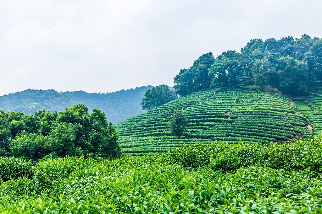 植物 风光 摄影 茶园风光 龙井茶园 旅行 自然 风光 采茶人
