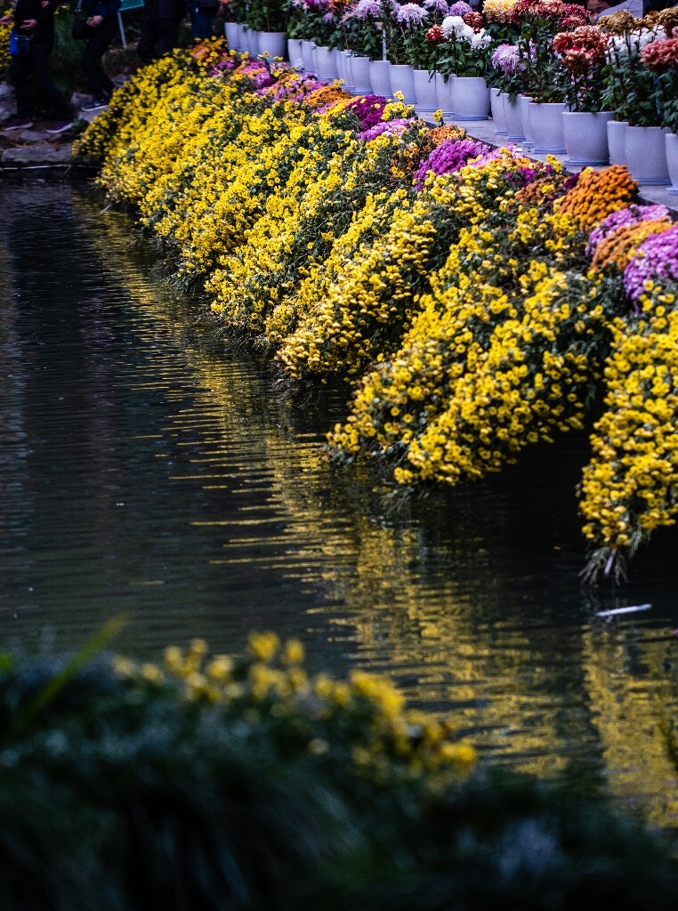 菊花 寿客 金英 黄华 秋菊 陶菊 日精 女华 延年 隐逸花 家菊 花儿 盛开的菊花