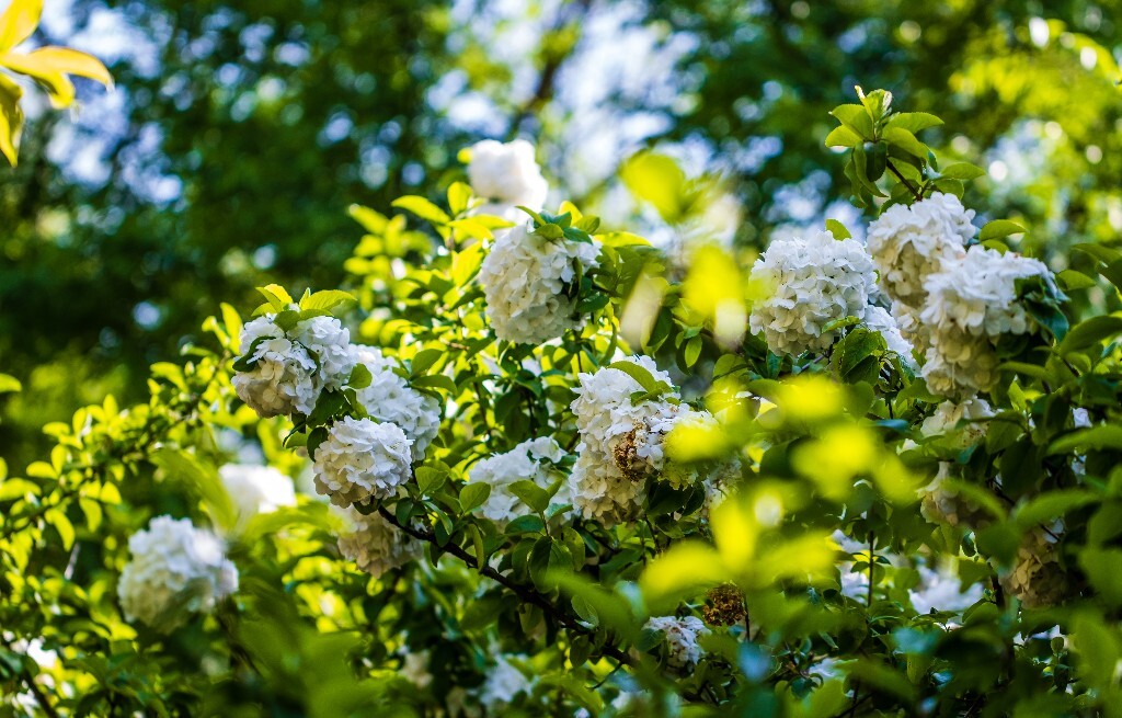 八仙花 粉团花 草绣球 紫绣球 紫阳花 绣球 木绣球 摄影 风光 植物花朵 旅行