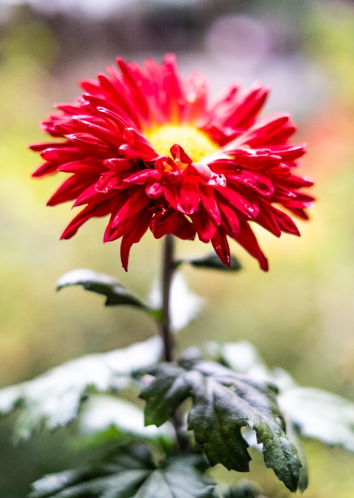 菊花 寿客 金英 黄华 秋菊 陶菊 日精 女华 延年 隐逸花 家菊 花儿 盛开的菊花