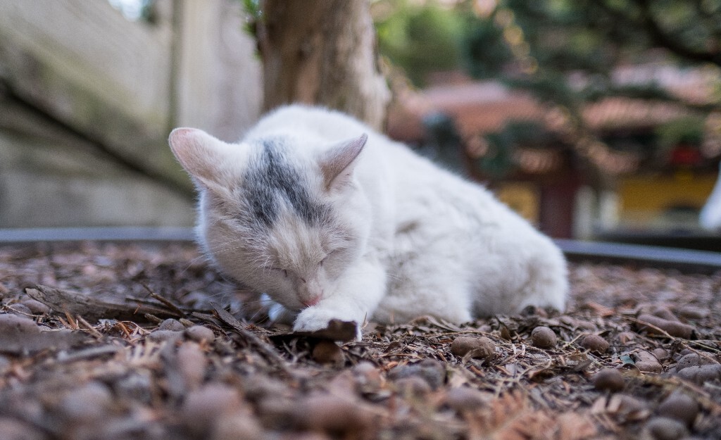 猫猫 喵星人 摄影 自然 宠物 寺庙里面的猫猫 宠物摄影