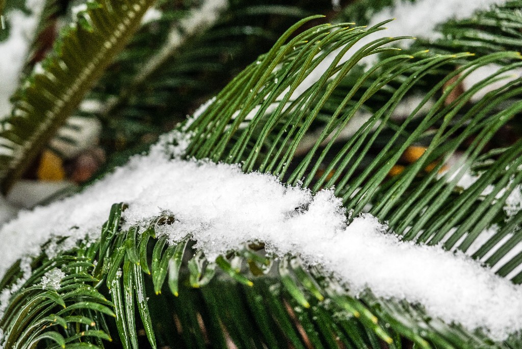 雪景 风光 自然 铁树 铁树上的雪 叶子上的雪 自然风光