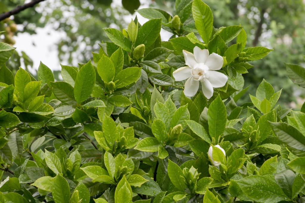 植物 栀子花 风光 自然 花草 花朵 盛开的栀子花 摄影 旅行 