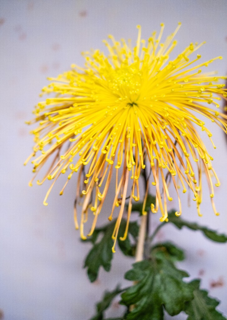 菊花 寿客 金英 黄华 秋菊 陶菊 日精 女华 延年 隐逸花 家菊 花儿 盛开的菊花
