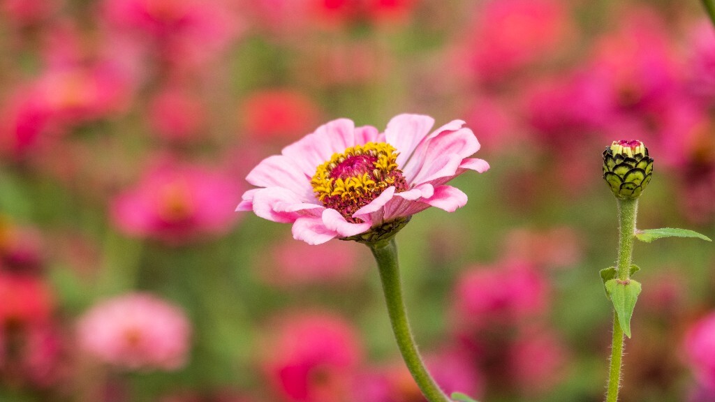 百日草 步步高 火球花 对叶菊 秋罗 步步登高 不等高 百日菊 植物 花朵 花儿 旅行