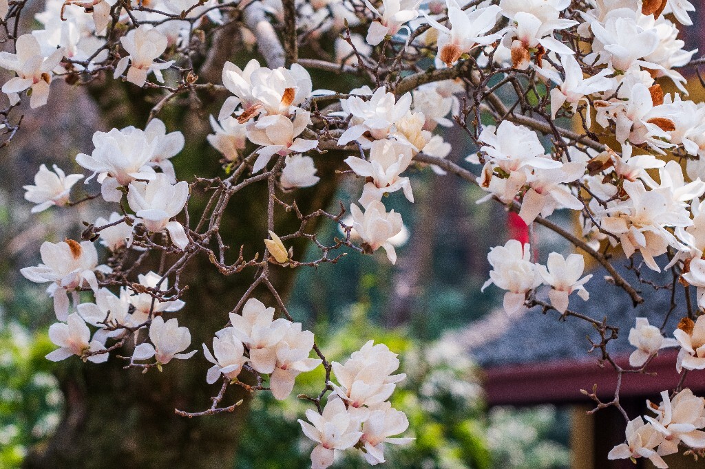 玉兰 玉兰花 植物 微距 摄影 风光 自然 法喜寺 500年玉兰 旅行 白色的玉兰