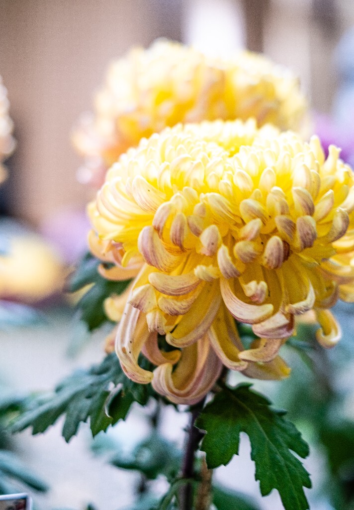 菊花 寿客 金英 黄华 秋菊 陶菊 日精 女华 延年 隐逸花 家菊 花儿 盛开的菊花