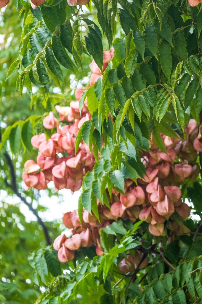 复羽叶栾 花楸树 泡花树 灯笼花 马鞍树 士大夫树 摇钱树 植物 风光 摄影 自然