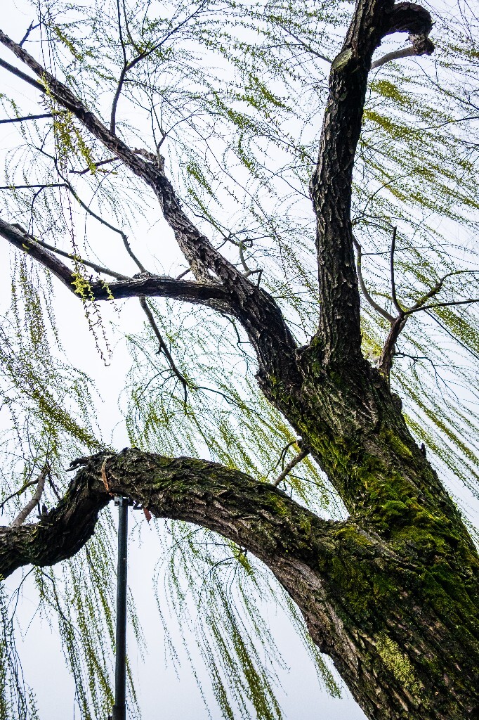 柳树 风光 西湖风光 自然 摄影 西湖柳树 旅行 春天 植物 柳叶