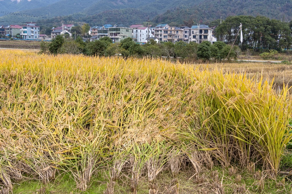 稻田 摄影 风光 自然 稻谷 收获 田园 成熟的稻子