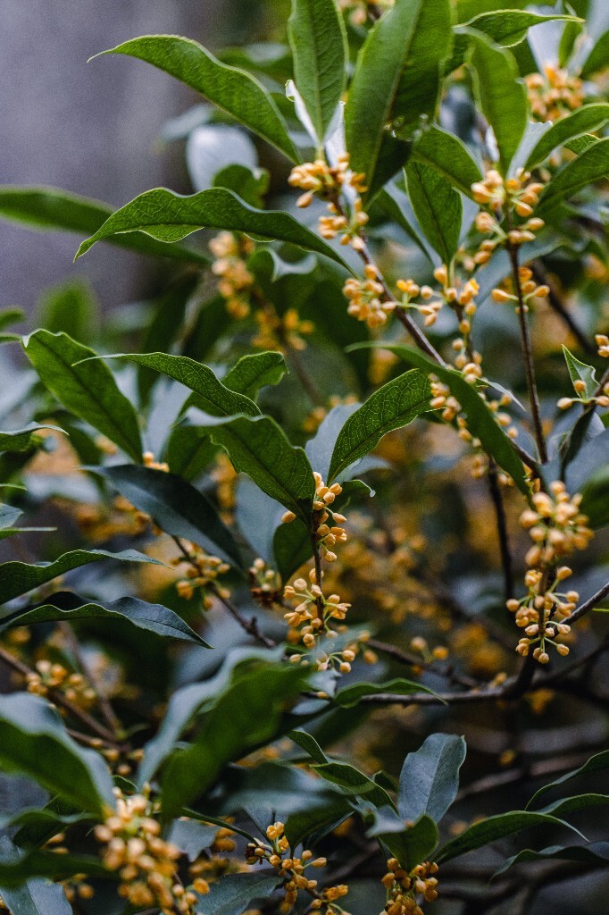 桂花 木樨 岩桂 金桂 银桂 丹桂 月桂 木犀 九里香 植物 花卉 盛开的桂花 桂花开了