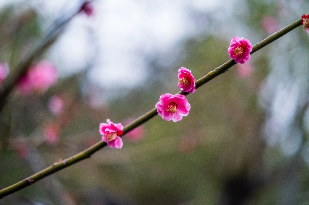 梅花 红色的梅花 梅 图片 摄影 风光 花卉 花朵 旅游 花