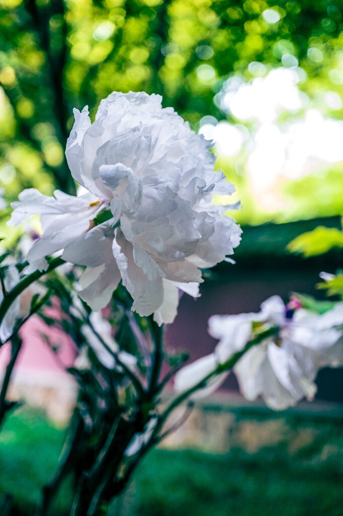 鼠姑 鹿韭 白茸 木芍药 百雨金 洛阳花 富贵花 牡丹 植物 花朵 花儿 牡丹花 含苞待放