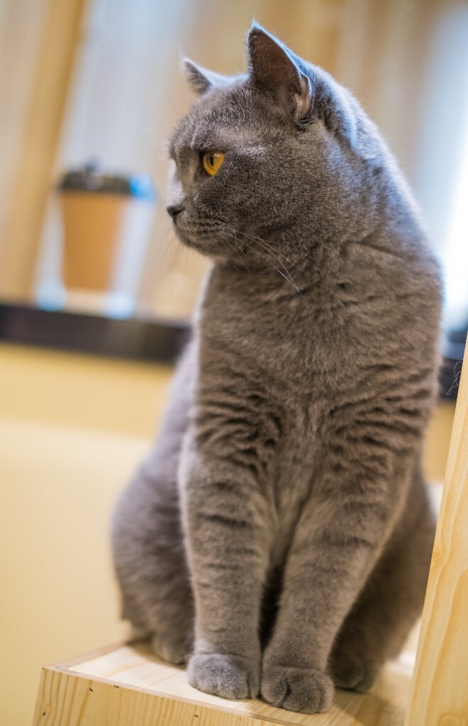 猫 宠物 动物 图片 摄影 喵星人 猫猫