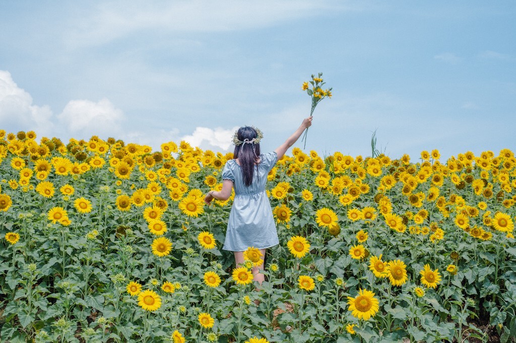人像 背影 自然 风光 向日葵 花海 太阳花 转日莲