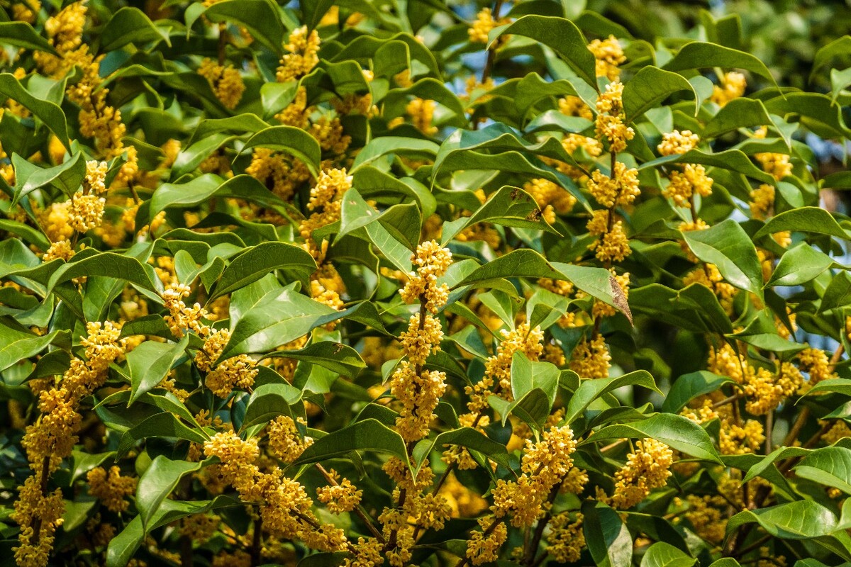 岩桂 木犀 九里香 金 植物 摄影 花草 桂花 金桂 银桂 丹桂 月桂