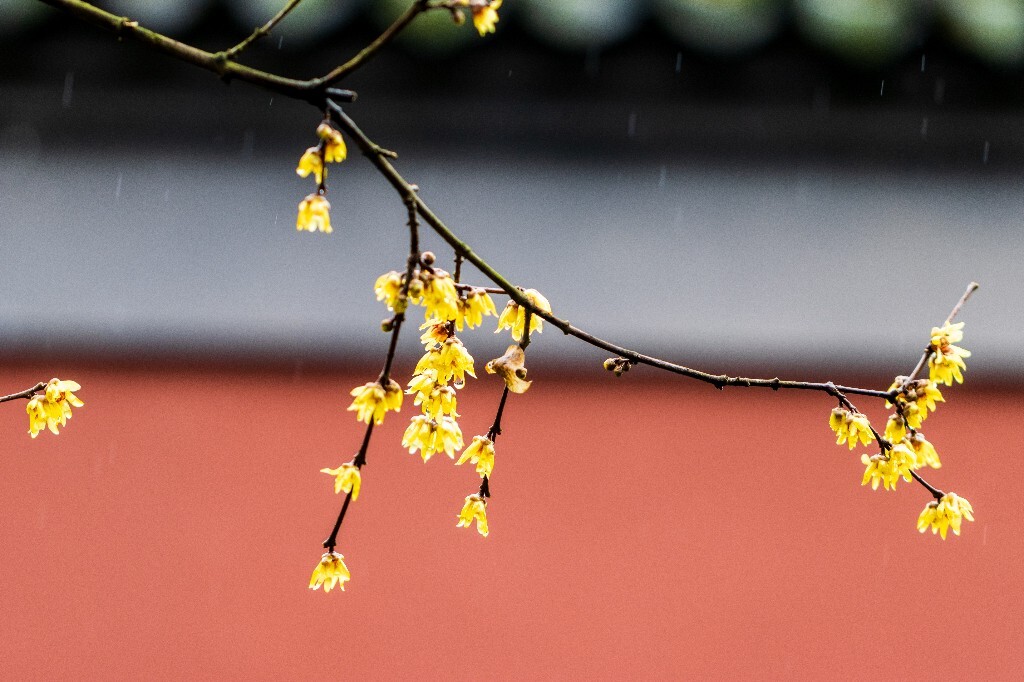 梅花 腊梅 风光 摄影 自然 植物 微距 旅行 建筑 钱王祠