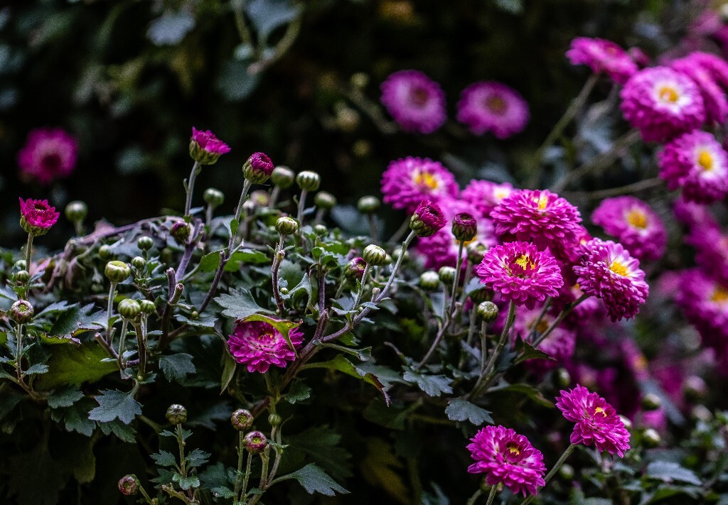 菊花 寿客 金英 黄华 秋菊 陶菊 日精 女华 延年 隐逸花 家菊 花儿 盛开的菊花