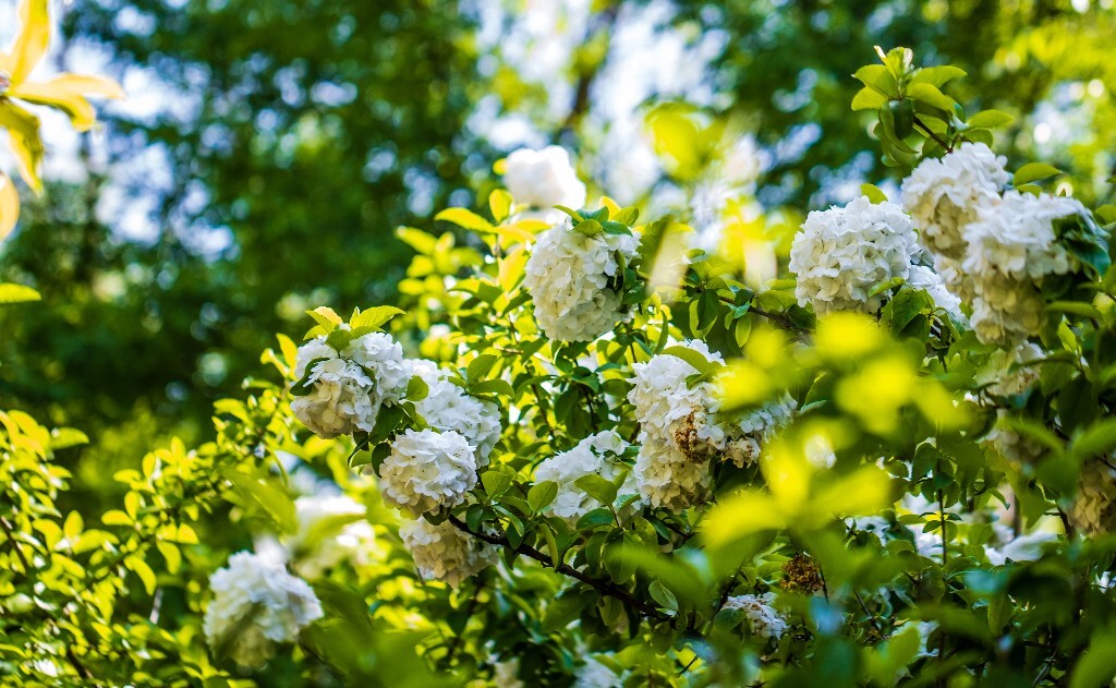 八仙花 粉团花 草绣球 紫绣球 紫阳花 绣球 木绣球 摄影 植物