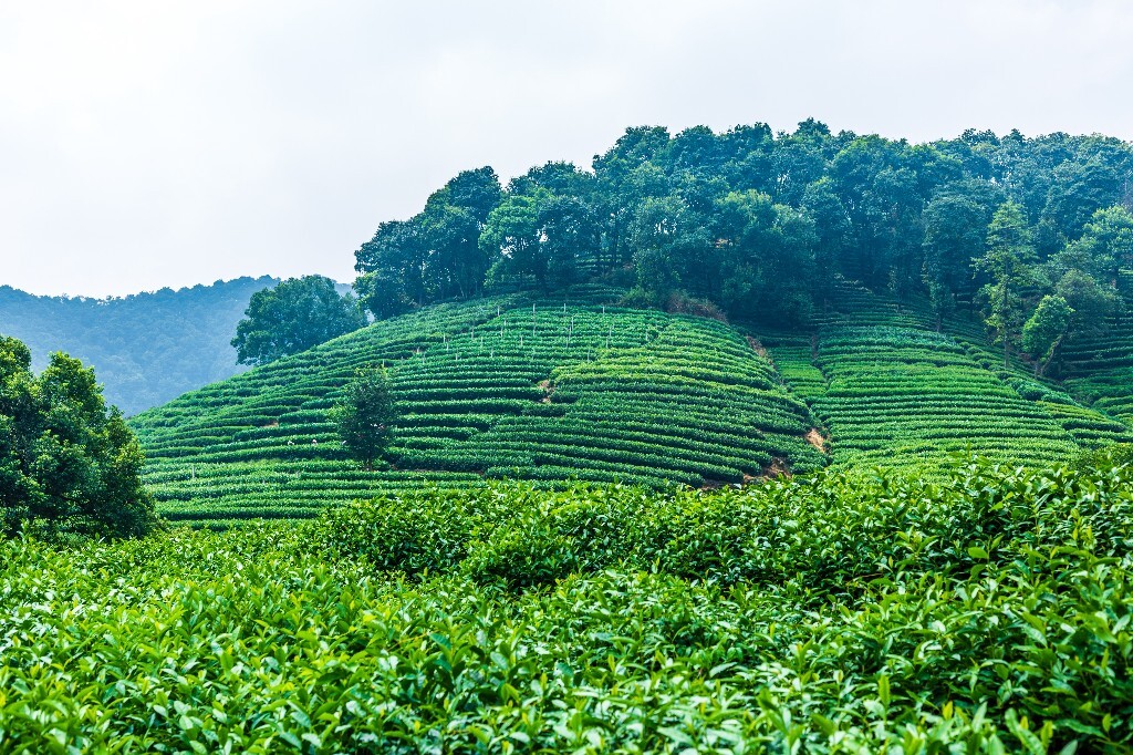 植物 风光 摄影 茶园风光 龙井茶园 旅行 自然 风光 采茶人