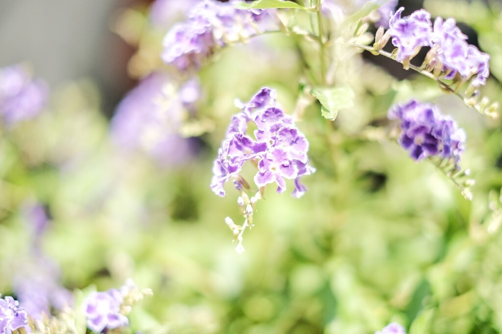 假连翘 花朵 花儿 摄影 自然 风光 番仔刺 篱笆树 洋刺 花墙刺 桐青 白解