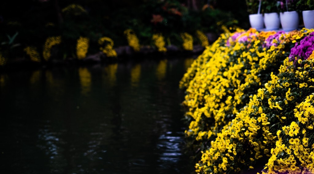 菊花 寿客 金英 黄华 秋菊 陶菊 日精 女华 延年 隐逸花 家菊 花儿 盛开的菊花
