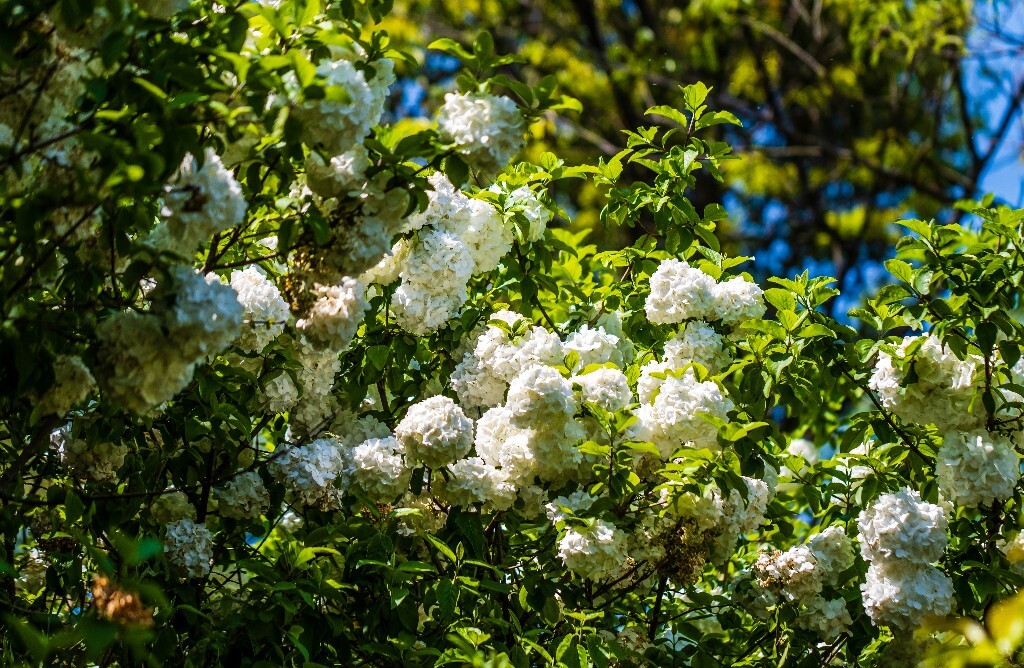 八仙花 粉团花 草绣球 紫绣球 紫阳花 绣球 木绣球 摄影 风光 植物花朵 旅行