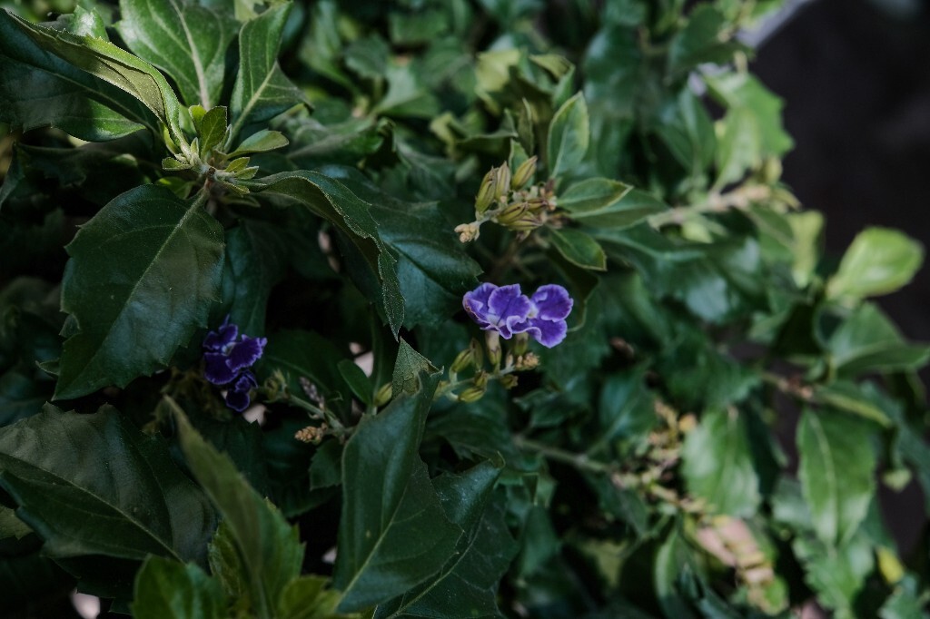 假连翘 花朵 花儿 摄影 自然 风光 番仔刺 篱笆树 洋刺 花墙刺 桐青 白解