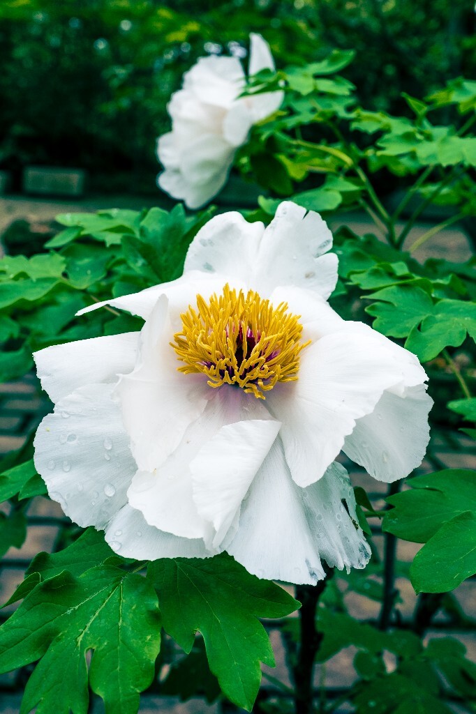 鼠姑 鹿韭 白茸 木芍药 百雨金 洛阳花 富贵花 牡丹 植物 花朵 花儿 牡丹花 含苞待放