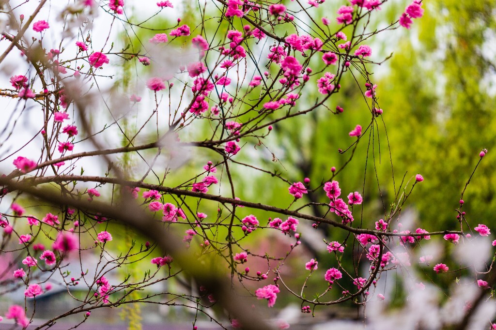 粉色桃 盛开的花朵 桃花 花儿 植物 桃树