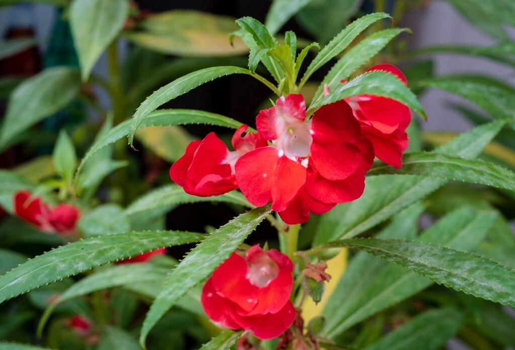 凤仙花  指甲花 急性子 灯盏花 小桃红 植物 花朵 花草 摄影 风光 自然