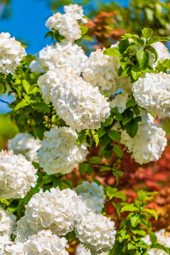 八仙花 粉团花 草绣球 紫绣球 紫阳花 绣球 木绣球 植物 摄影 风光 花朵 花儿