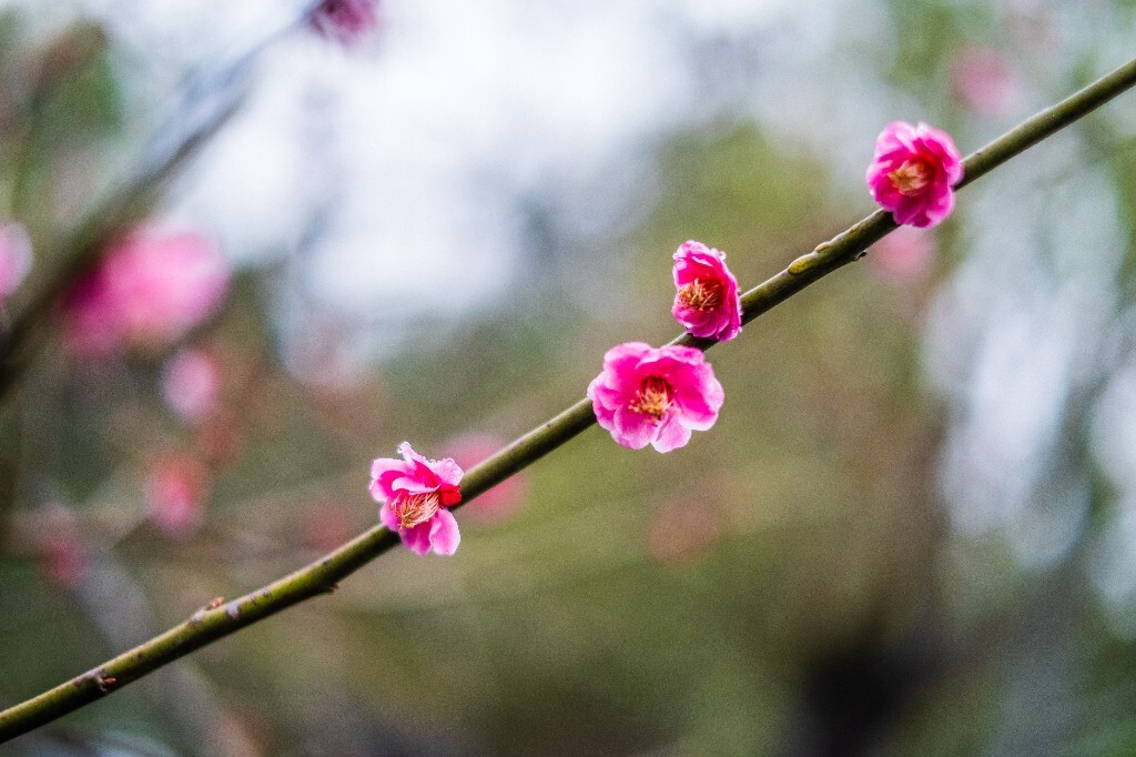 梅花 红色的梅花 梅 图片 摄影 风光 花卉 花朵 旅游 花