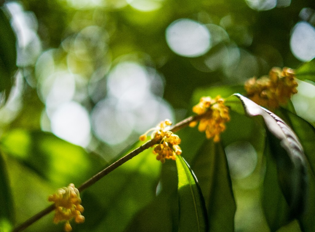 桂花 木樨 岩桂 金桂 银桂 丹桂 月桂 木犀 九里香 植物 花卉 盛开的桂花 桂花开了