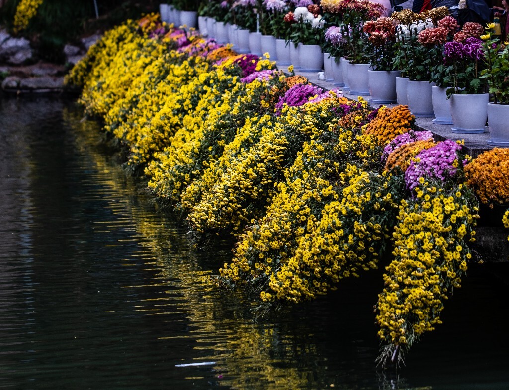 菊花 寿客 金英 黄华 秋菊 陶菊 日精 女华 延年 隐逸花 家菊 花儿 盛开的菊花