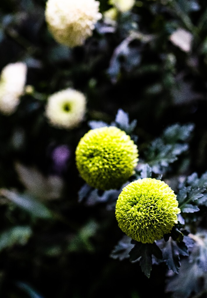 菊花 寿客 金英 黄华 秋菊 陶菊 日精 女华 延年 隐逸花 家菊 花儿 盛开的菊花