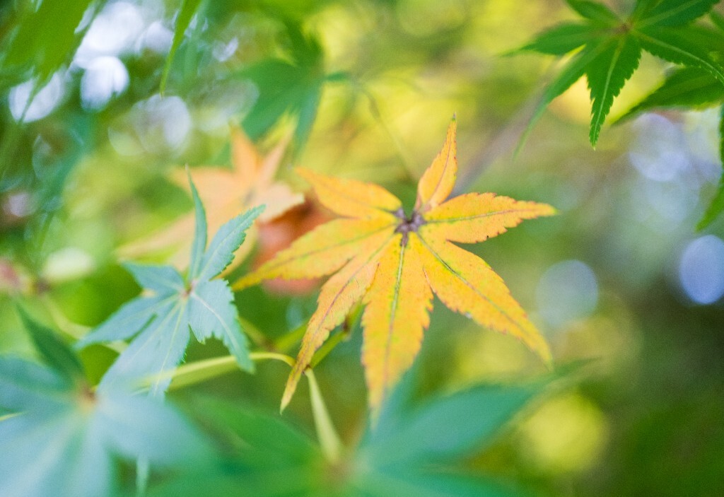 枫叶 植物 花朵 摄影 微距 叶子 环境 自然 风光 