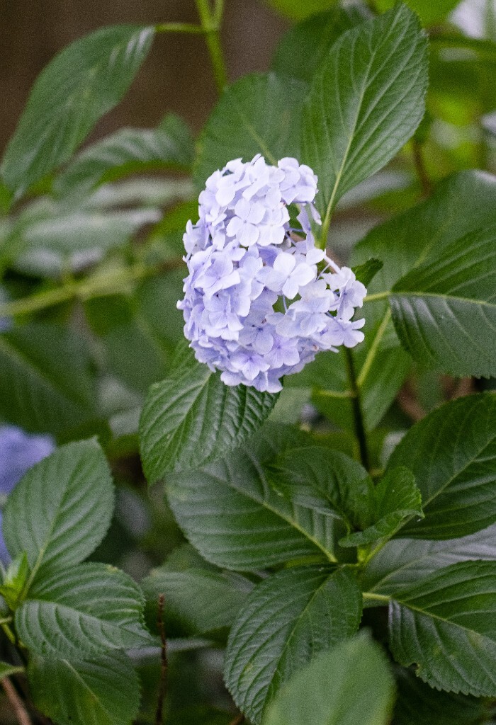 八仙花 粉团花 草绣球 紫绣球 紫阳花  绣球 绣球花 摄影 植物 花朵 花儿