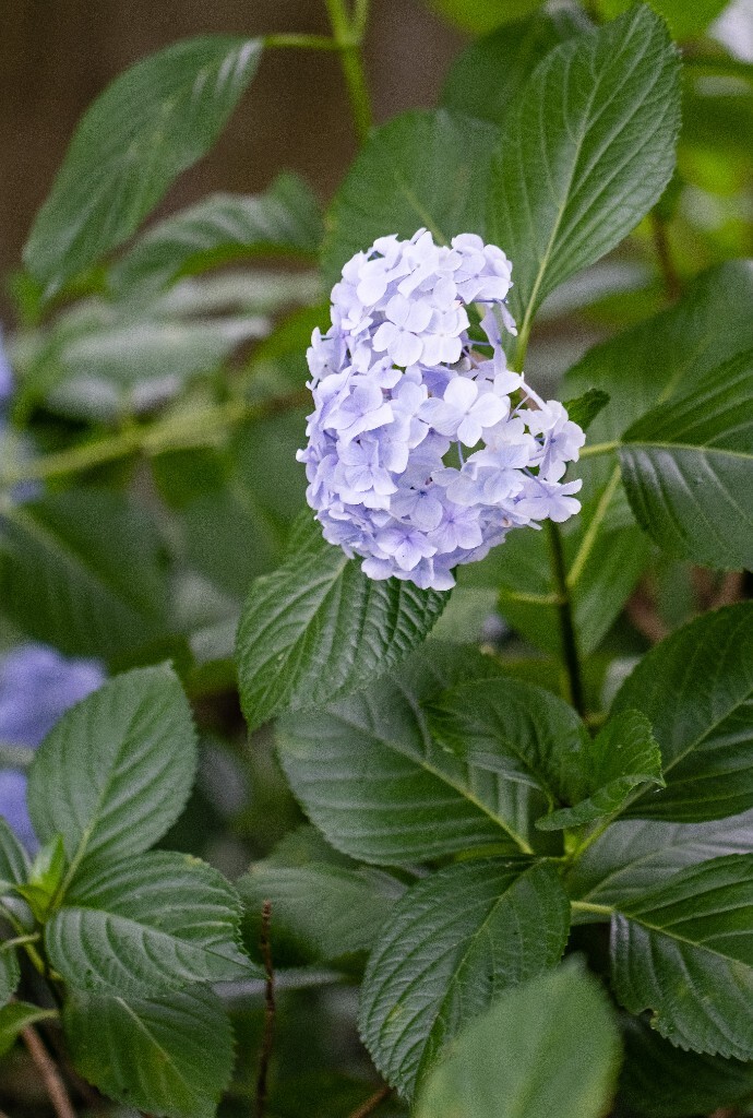 八仙花 粉团花 草绣球 紫绣球 紫阳花  绣球 绣球花 摄影 植物 花朵 花儿