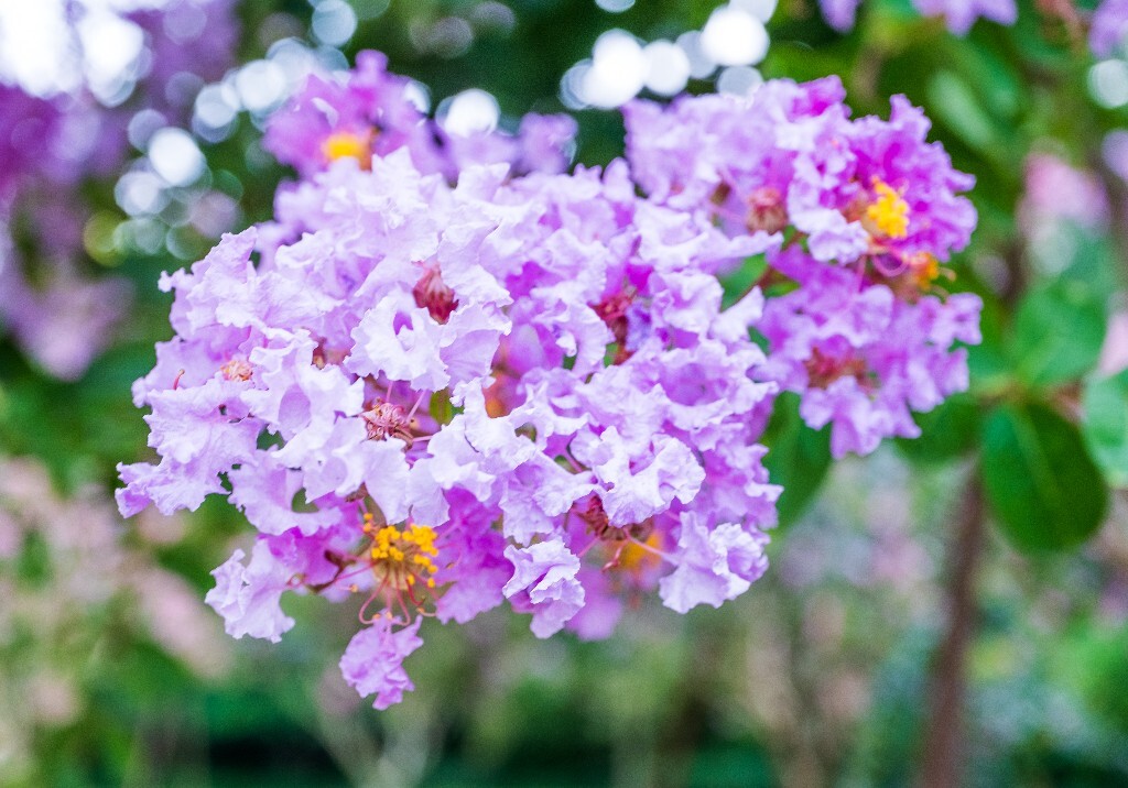 紫薇花 鹭鸶花 五里香 红薇花 百日红 佛相花 满堂红 怕痒花 痒痒花 宝幡花五爪金龙 狗骨头 紫金标 紫兰花 阿米茶 紫荆花 紫金花 蚊子花 植物 花朵 微距 风光 自然 色彩