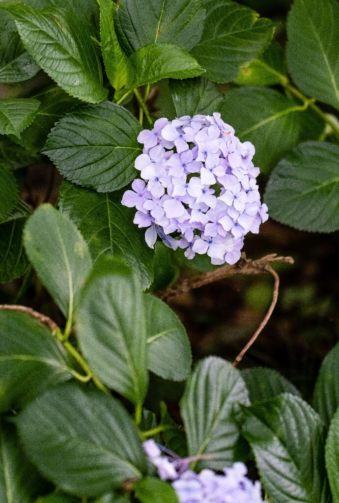 八仙花 粉团花 草绣球 紫绣球 紫阳花  绣球 绣球花 摄影 植物 花朵 花儿
