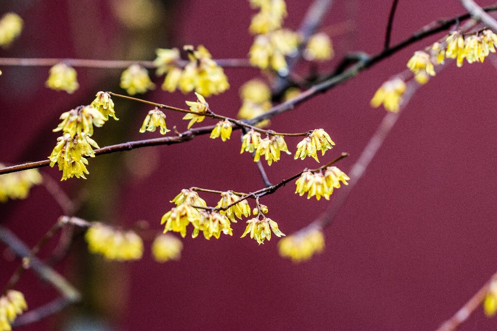 梅花 腊梅 风光 摄影 自然 植物 微距 旅行 建筑 钱王祠