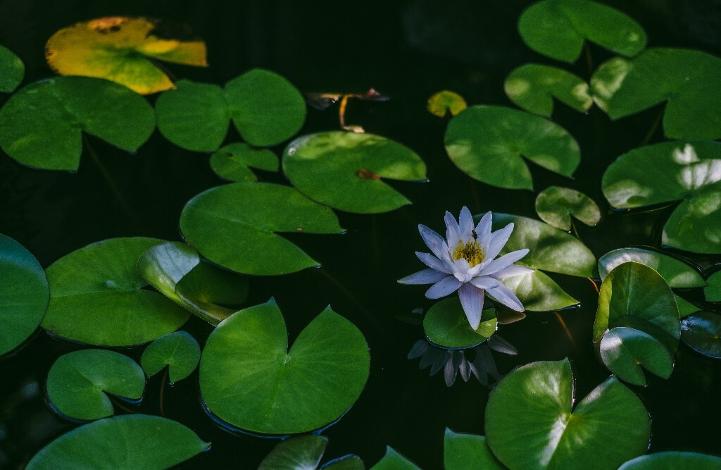 植物 风光 植物 睡莲 莲花 旅行  植物  水生植物