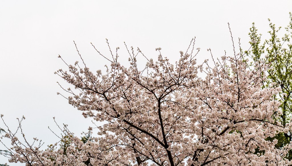 樱花 东京樱花 日本樱花 花朵 盛开的樱花 白色的樱花 花儿 花