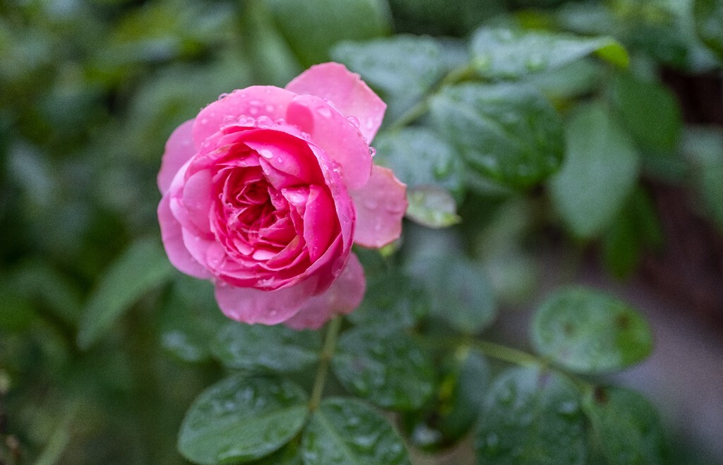 月季 植物 微距 花草 自然 摄影 花儿 盛开的月季花 自然风光 旅行