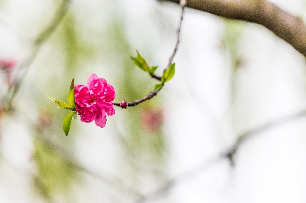 西湖桃花  桃花 自然 微距 风光 色彩 西湖之春    <br />
春天 桃红柳绿 西湖三月天