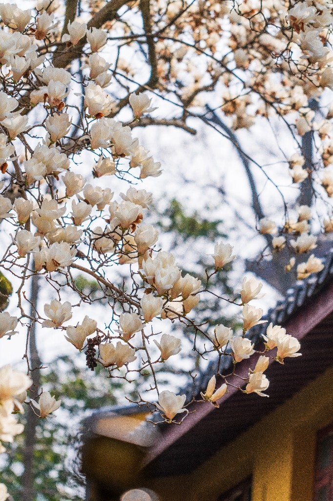 玉兰 玉兰花 植物 微距 摄影 风光 自然 法喜寺 500年玉兰 旅行 白色的玉兰