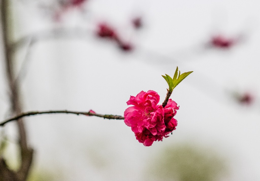 西湖桃花  桃花 自然 微距 风光 色彩 西湖之春    <br />
春天 桃红柳绿 西湖三月天