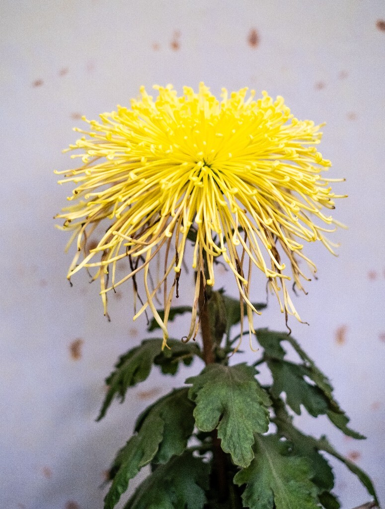 菊花 寿客 金英 黄华 秋菊 陶菊 日精 女华 延年 隐逸花 家菊 花儿 盛开的菊花
